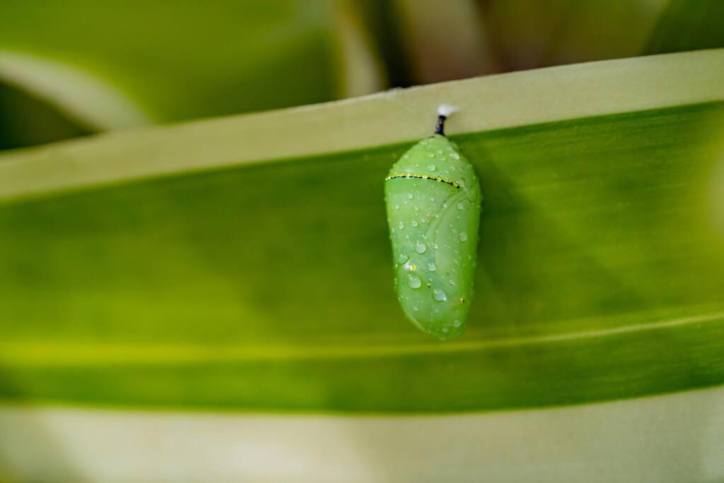 Jungle Haven Ocean Front Eco Villa On Fruit Farm Pahoa מראה חיצוני תמונה