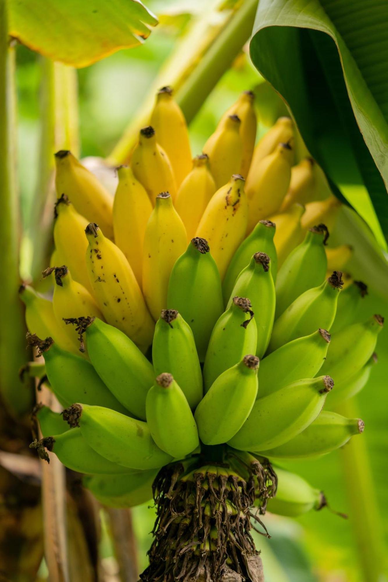 Jungle Haven Ocean Front Eco Villa On Fruit Farm Pahoa מראה חיצוני תמונה