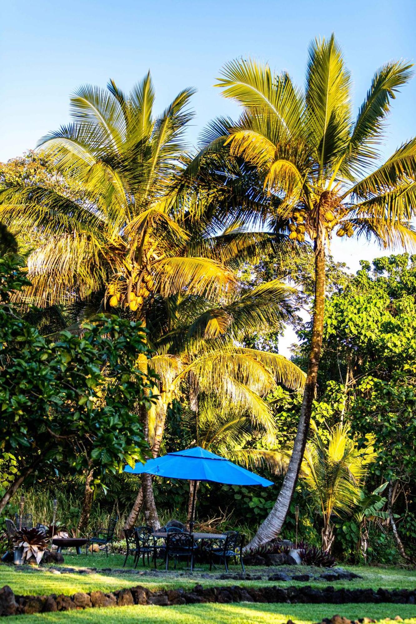 Jungle Haven Ocean Front Eco Villa On Fruit Farm Pahoa מראה חיצוני תמונה